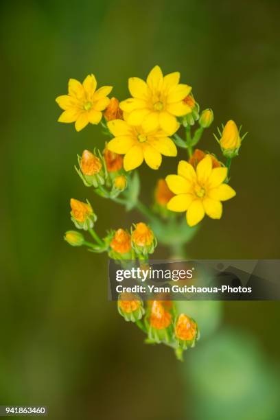 yellow wild flowers in the garrigue, south of france - vegetal stock pictures, royalty-free photos & images