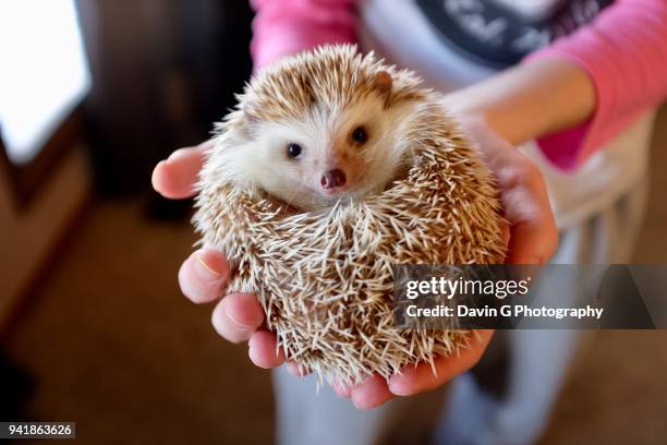 hedgehog - lethbridge alberta stock pictures, royalty-free photos & images