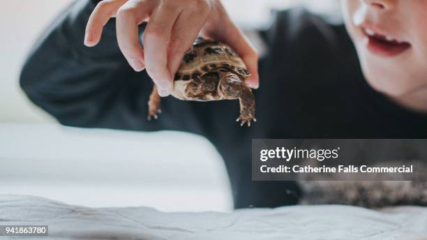 young child holding a small tortoise - kinder zoo stock-fotos und bilder