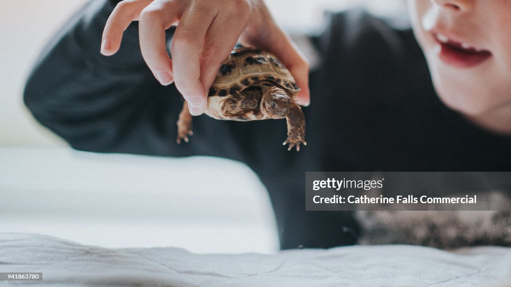 Young child holding a small tortoise