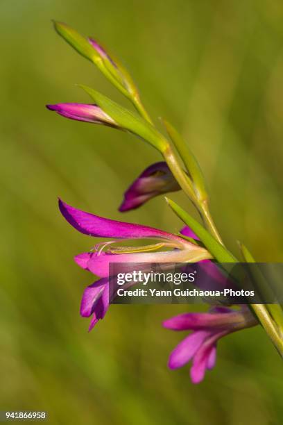 gladiolus illyricus, or the wild gladiolus - vegetal stock pictures, royalty-free photos & images