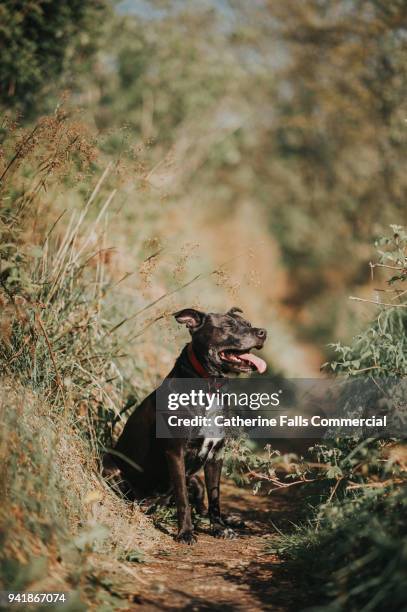 dog panting in the heat - dog heatwave stock pictures, royalty-free photos & images