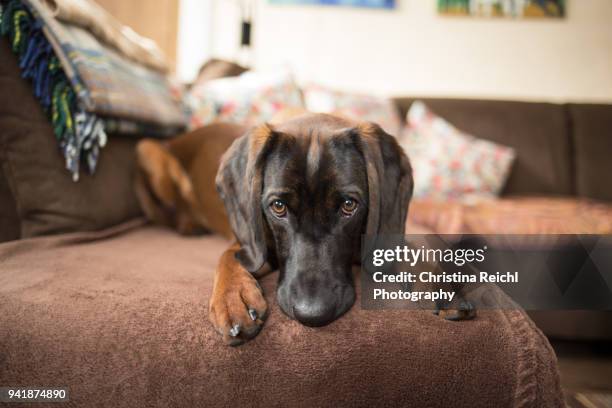 brown bavarian mountain hound on sofa - puppy eyes stock pictures, royalty-free photos & images