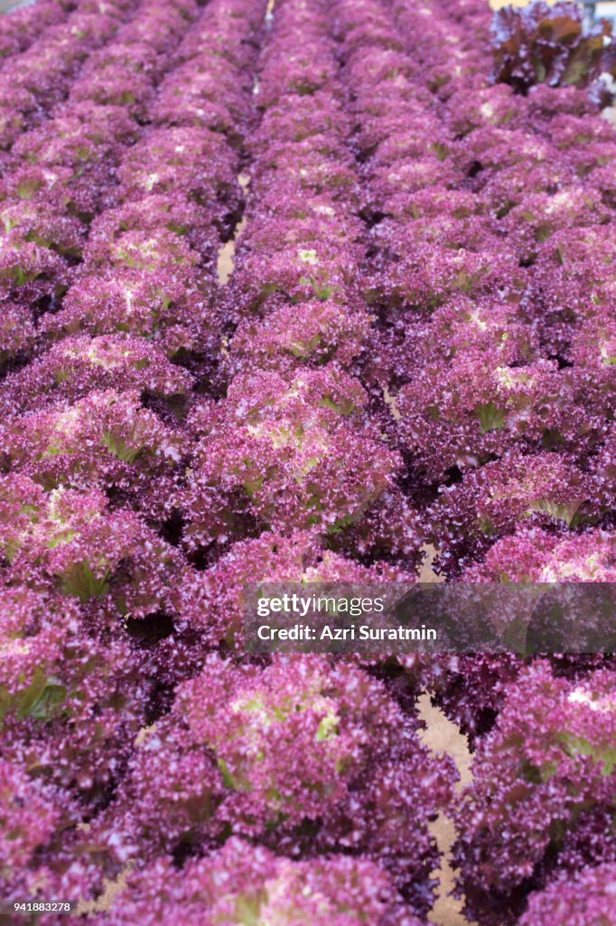 Hydroponic Red Coral lettuce growing in greenhouse at Cameron Highlands, Malaysia