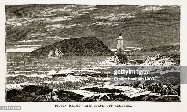 puffin island in anglesey, wales victorian engraving, 1840 - puffin stock illustrations
