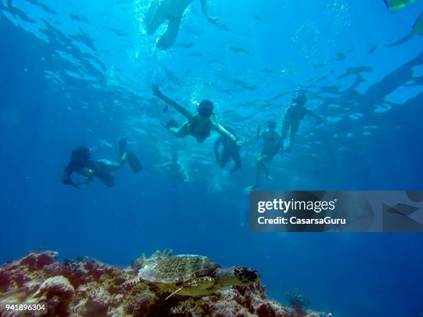 Scared Turtle Photos and Premium High Res Pictures - Getty Images