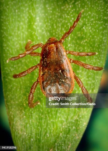 Male brown dog tick on a leaf, dorsal view, 2005. Image courtesy Centers for Disease Control / James Gathany, William Nicholson.