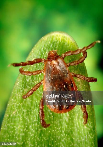 Male brown dog tick on a leaf, dorsal view, 2005. Image courtesy Centers for Disease Control / James Gathany, William Nicholson.