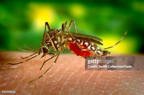 Female Aedes aegypti mosquito, a carrier of the Dengue fever, feeding on the human skin, 2005. Image courtesy Centers for Disease Control / James...