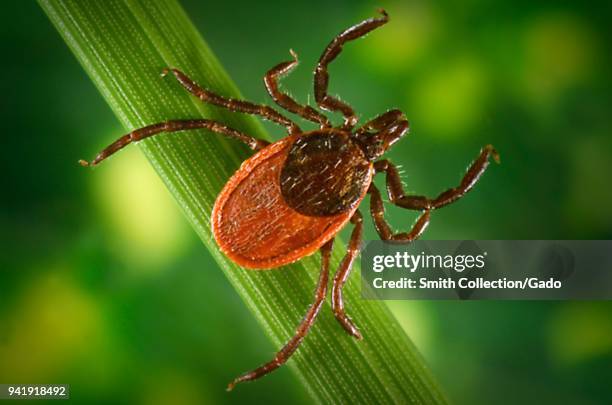 Blacklegged tick on a leaf, carrier of the Lyme disease, 2005. Image courtesy Centers for Disease Control / James Gathany, William L. Nicholson.