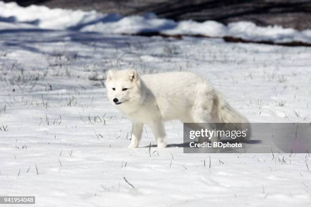 arctic fox - arctic fox stock pictures, royalty-free photos & images