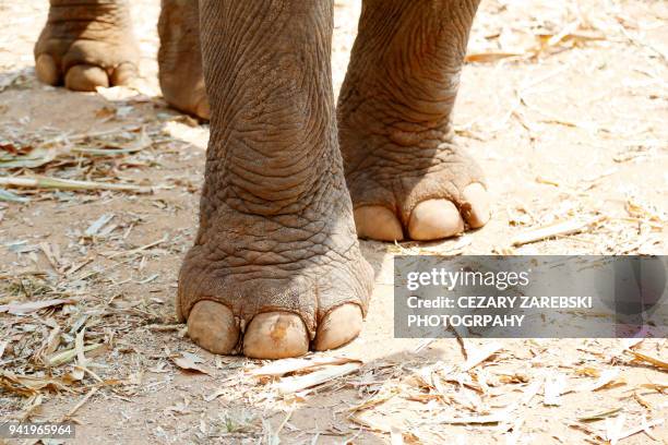 close-up of elephant foot - animal leg stock pictures, royalty-free photos & images