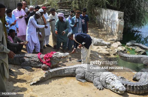 In this photograph taken on March 4, 2018 Sajjad Burfat , the custodian of sacred crocodiles, feeds frankinsense-smoked meat to a crocodile next to a...