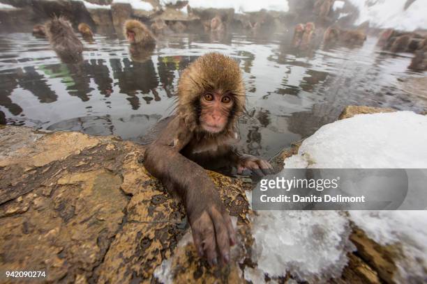 japanese macaque (macaca fuscata) juvenile, jigokudani monkey park, yamanouchi, japan - 地獄谷野猿公苑 ストックフォトと画像