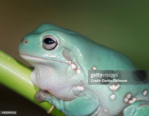 dumpty tree frog or australian green tree frog or whites tree frog (litoria caerulea) in captivity - イエアメガエル ストックフォトと画像