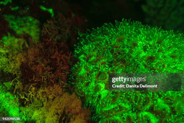 natural occurring red fluorescing sponges (leucetta sp) and green hard coral (acropora sp.), wetar island, banda sea, indonesia - acropora sp stock pictures, royalty-free photos & images