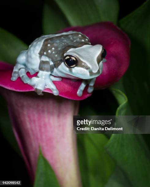 blue milk frog, or mission golden-eye tree frog, or amazon milk frog (trachycephalus resinifictrix) in captivity - golden frog stock pictures, royalty-free photos & images