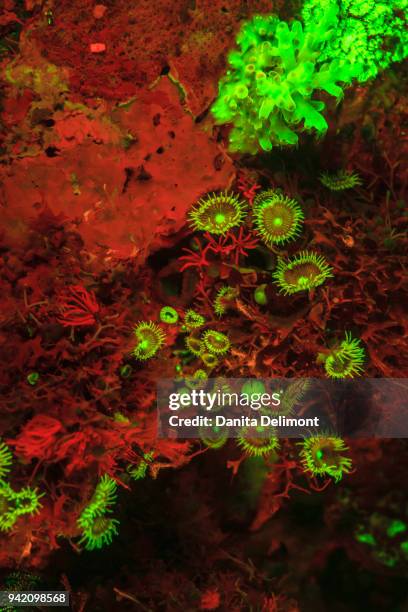 natural occurring red fluorescing sponges (leucetta sp) and green hard coral (acropora sp), wetar island, banda sea, indonesia - acropora sp stock pictures, royalty-free photos & images