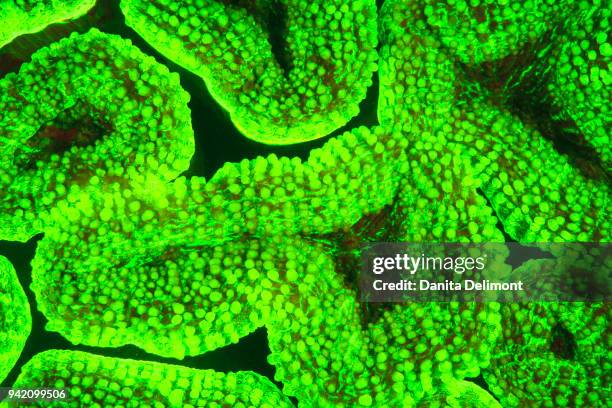 natural occurring red fluorescing sponges (leucetta sp) and green hard coral (acropora sp), wetar island, banda sea, indonesia - acropora sp stock pictures, royalty-free photos & images