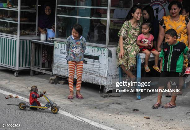 Ucil , a monkey trained to perform various tricks popularly known as "topeng monyet" or masked monkey, entertains residents in a neighbourhood in...