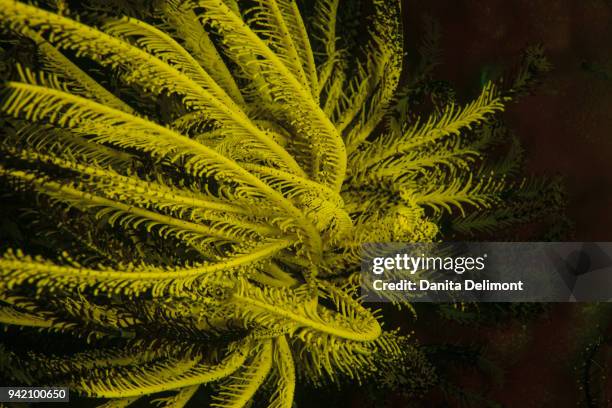 natural occurring red fluorescing sponges (leucetta sp.) and green hard coral (acropora sp), wetar island, banda sea, indonesia - acropora sp stock pictures, royalty-free photos & images
