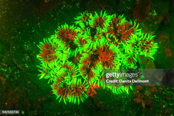 corallimorpharia (discosoma sp) at sea bottom, ambon island, banda sea, indonesia - corallimorpharia stock pictures, royalty-free photos & images