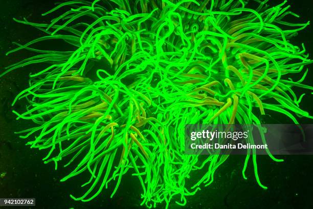 magnificent sea anemone (heteractis crispa) undersea, ambon island, banda sea, indonesia - anémona magnífica fotografías e imágenes de stock