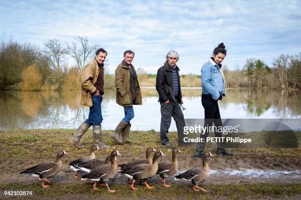 The film director Nicolas Vanier, Christian Moullec with a group of dwarf geese from Scandinavia and the actors Melanie Doutey and Jean-Paul Rouve...