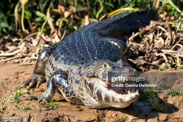portrait of black caiman (melanosuchus niger) at banks of river, rio cuiaba, pantanal, brazil - cuiaba river 個照片及圖片檔