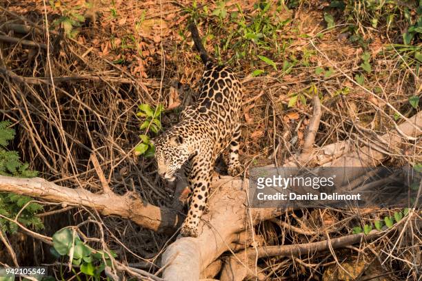 jaguar (panthera onca) emerging from forest along banks of river looking for prey, rio cuiaba, pantanal, brazil - cuiaba river stock pictures, royalty-free photos & images