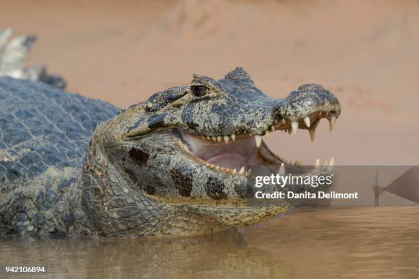 portrait of open-mouthed black caiman (melanosuchus niger) on river bank, pantanal, brazil - black caiman stock pictures, royalty-free photos & images