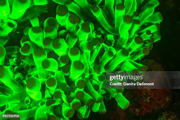 natural occurring fluorescence in underwater anemone (catalaphalyllia sp) at kalabahi bay, alor island, indonesia - anemone sp stock pictures, royalty-free photos & images