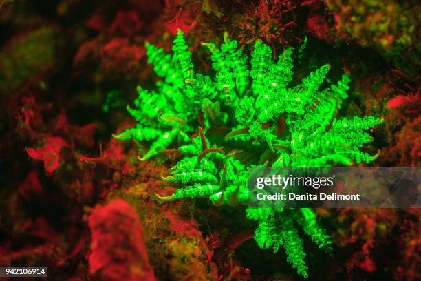 underwater fluorescence emitted and photographed using special barrier filter, branching anemone (actinodendron sp), alor island, indonesia - anemone sp stock pictures, royalty-free photos & images