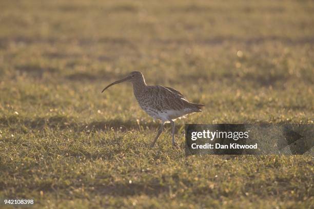Curlew feeds in a farmers field on March 20, 2018 in London, England. The curlew is one of the UK's most rapidly declining breeding bird species,...