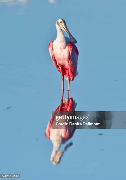 roseate spoonbill (platalea ajaja) standing in water, ding darling national wildlife refuge, sanibel island, florida, usa - platalea ajaja stock pictures, royalty-free photos & images