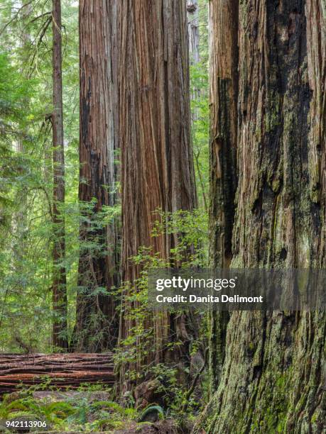 trees growing in humboldt redwoods state park, california, usa - humboldt redwoods state park fotografías e imágenes de stock