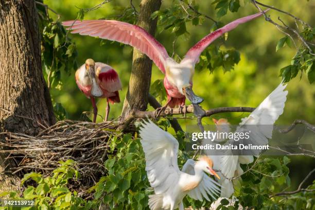 cattle egrets (bubulcus ibis) fighting with roseate spoonbills (platalea ajaja), jefferson island, louisiana, usa - platalea ajaja stock pictures, royalty-free photos & images