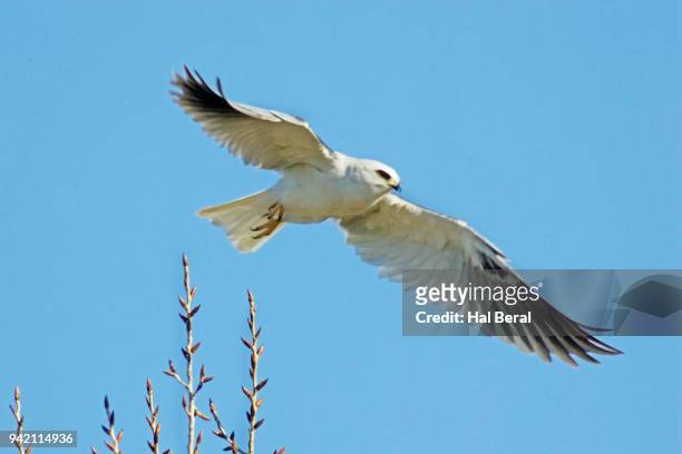 white-tailed kite flying - white tailed kite stock pictures, royalty-free photos & images