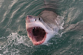 great white shark, Carcharodon carcharias, Gansbaai, South Africa, Atlantic Ocean
