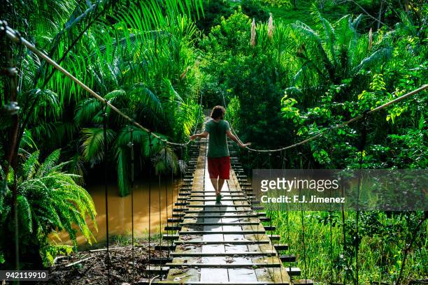 man crossing a suspension bridge in costa rica seen from behind - costa rica stock pictures, royalty-free photos & images