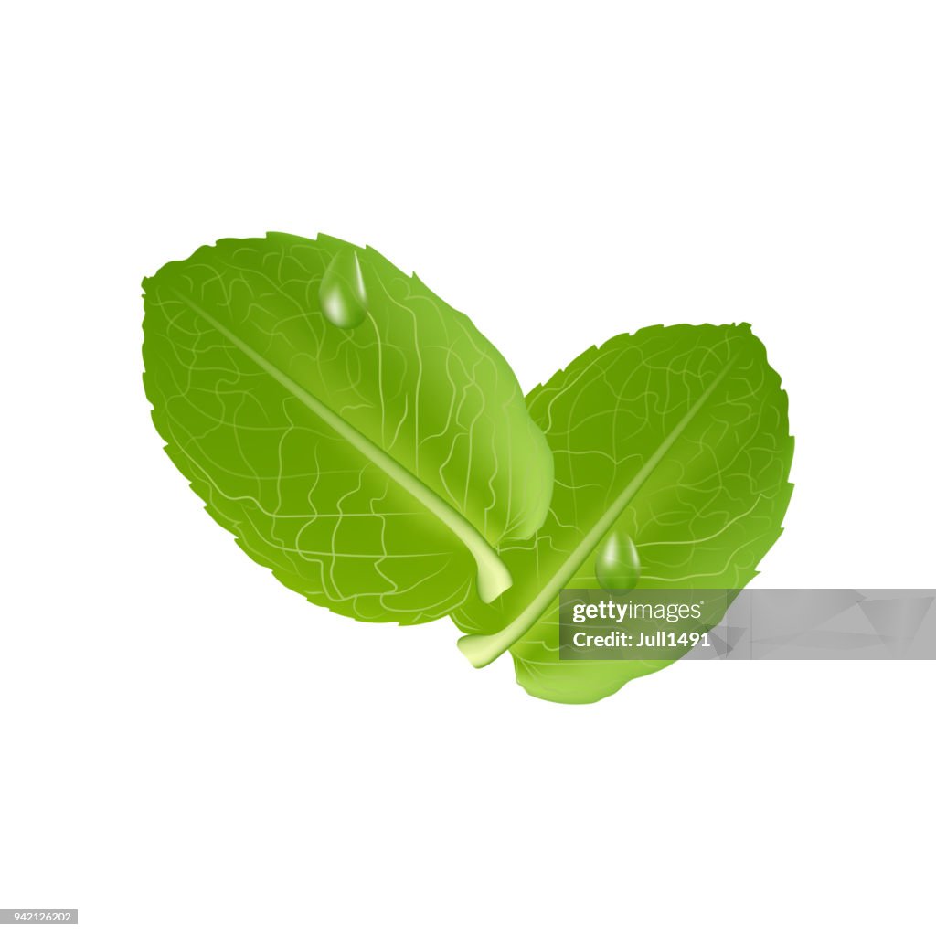 Realistic fresh mint leaves with water drops on white background. Vector illustration