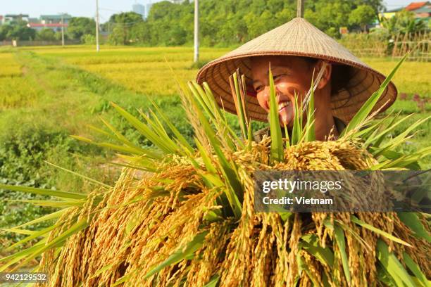 Happy Rice Face 523 Rice Smile Face Stock Photos, High-Res Pictures, and Images - Getty ...