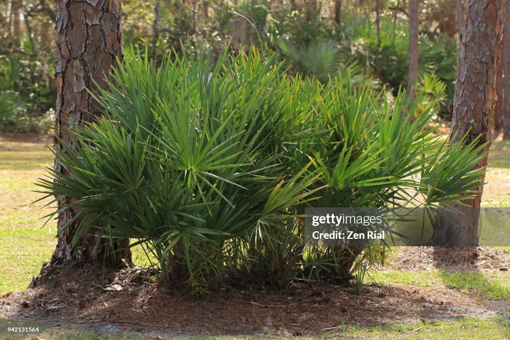 A group of Saw Palmetto trees growing between two pine trees