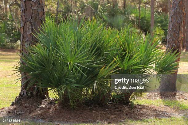 a group of saw palmetto trees growing between two pine trees - saw palmetto stock pictures, royalty-free photos & images