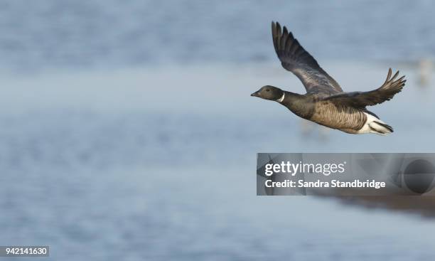 a brent geese (branta bernicla) flying across an estuary. - bill brant stock pictures, royalty-free photos & images