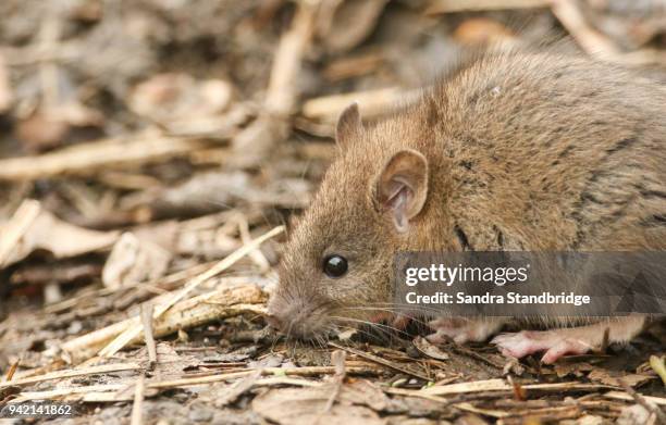 a cute baby brown rat (rattus norvegicus) searching around on the ground for food. - knaagdier stockfoto's en -beelden