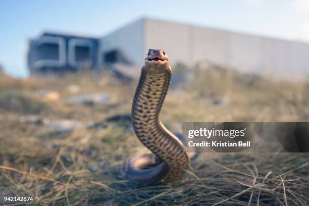 wild eastern brown snake in urban wasteland - brown snake stockfoto's en -beelden