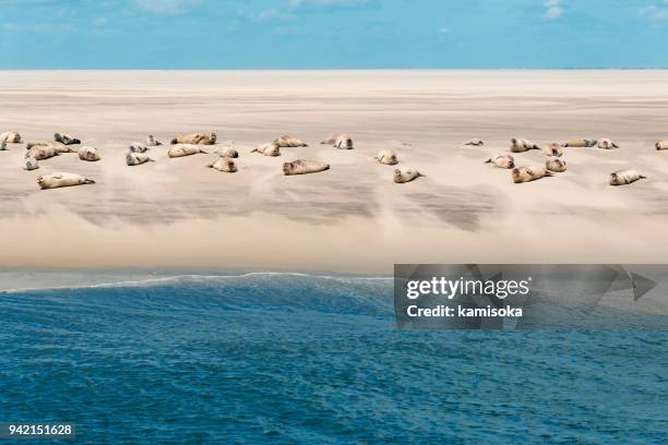 zeehonden in de noordzee - rob stockfoto's en -beelden