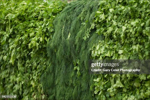 dill and parsley herbs on market stall - gary colet - fotografias e filmes do acervo