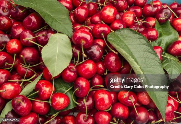 juicy red cherries and green leaves - gary colet stock pictures, royalty-free photos & images